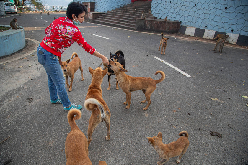 Oineetam Oza, một nhân viên xã hội, đang cho những con chó hoang ăn bánh quy gần một ngôi đền Hindu ở Gauhati, Ấn Độ - Ảnh: Nat Geo