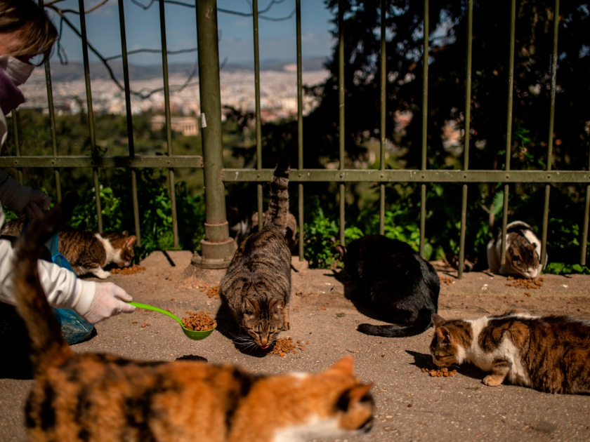 Eleni Kefalopoulou của Tổ chức Nine Lives Hy Lạp cho mèo hoang ăn ở Athens - Ảnh: Angelos Tzortzini, Afp/Getty Images