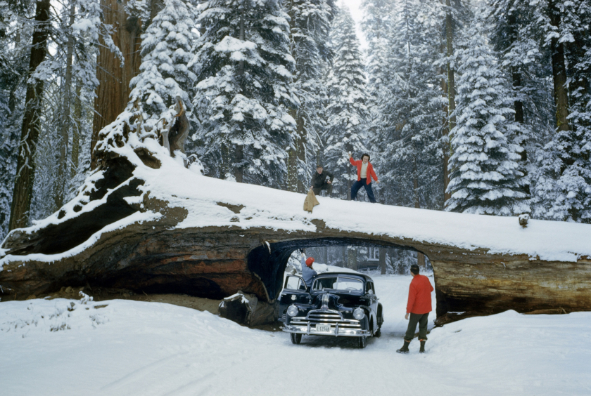 Một nhóm khách du lịch khám phá ra chiếc cầu đặc biệt là một thân cây lớn bị đổ ngang ở Rừng Quốc gia Sequoia (California, 1951) - Ảnh: Andrew H. Brown