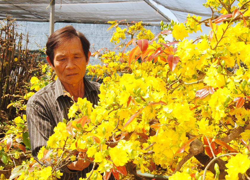 Nghệ nhân trồng mai Tuấn Ngọc (một giống mai vàng) ở làng nghề Thanh Liêm, tỉnh Bình Định