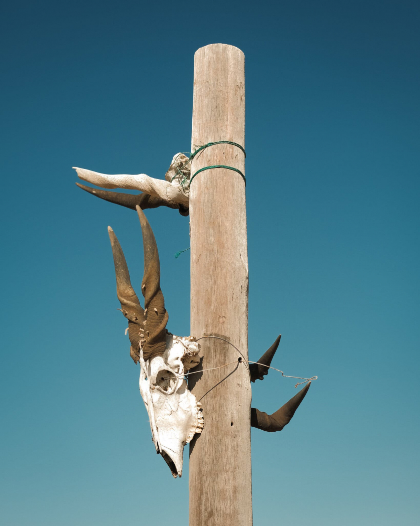 Hộp sọ của một con eland, một con linh dương châu Phi trông giống bò và các động vật khác được gắn chặt vào một cột gỗ dọc theo đường cao tốc.