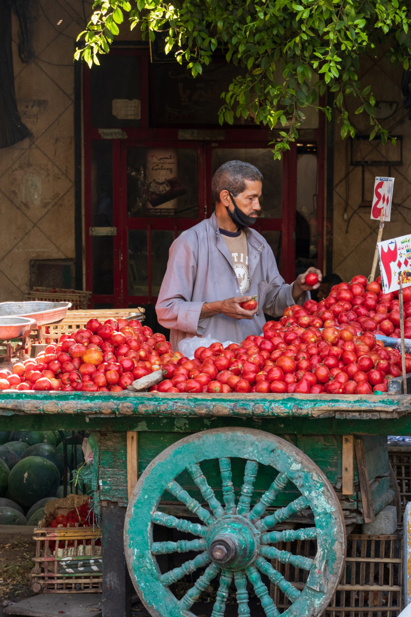 Một xe cà chua tươi ở Cairo, Ai Cập - Ảnh: Yousef Salhamoud 