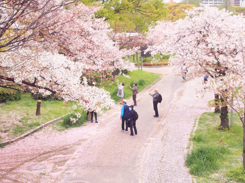 Mùa xuân, thành phố Osaka của Nhật Bản phủ kín sắc hoa anh đào.