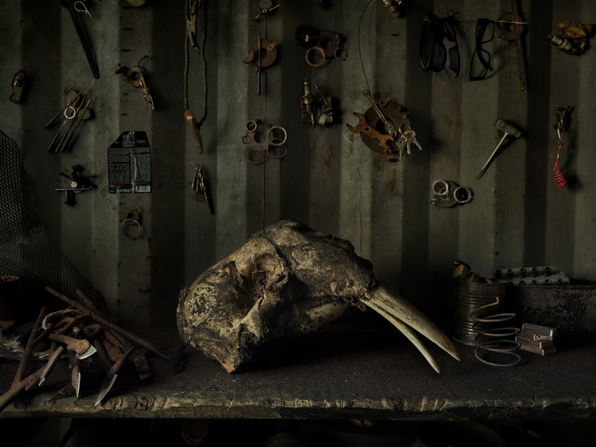 Một hộp sọ hải mã nằm trên bàn trong nhà một thợ săn người Chukchi. Thịt hải mã là thực phẩm chính của cộng đồng Chukchi, họ được phép săn bắn đối với hải mã và cá voi theo hạn ngạch hàng năm.