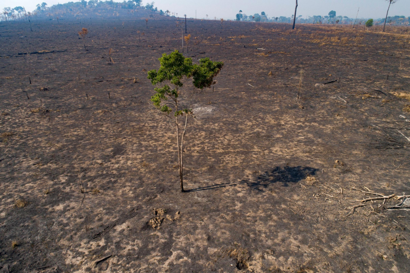 Thiệt hại gây ra bởi nạn phá rừng Amazon - Ảnh: AP Photo