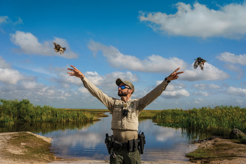 Có thể mất hàng tuần để phục hồi sức khỏe cho những con chim bị tịch thu để chúng có thể bay trở lại. Trong bức ảnh này, Trung úy Antonio Dominguez thuộc Ủy ban Bảo tồn Động vật Hoang dã đang thả những con chim tước mỏ lớn ngực đỏ trở lại tự nhiên.