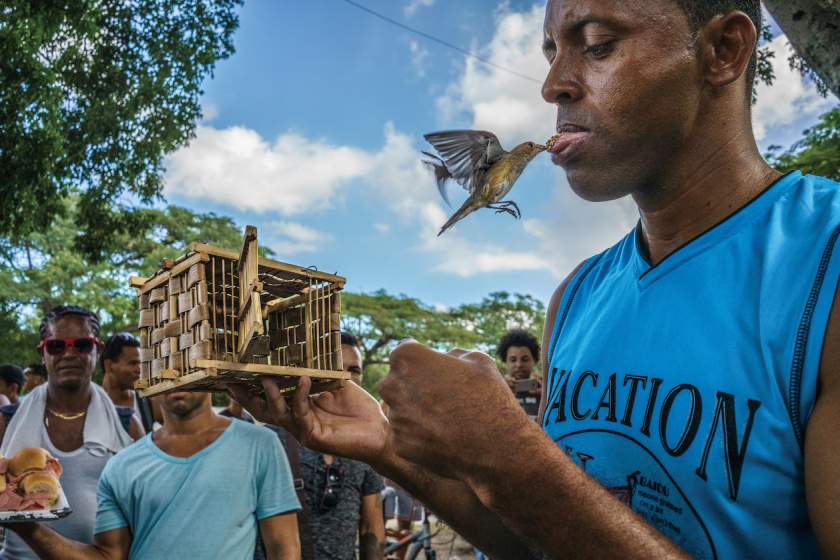 Trước khi đại dịch Covid-19 diễn ra, người Cuba thường tụ tập để trao đổi, mua bán và xem chim ở Havana. Người nuôi chim sẽ biểu diễn để hạt thức ăn lên lưỡi để chim của mình bay tới ăn.