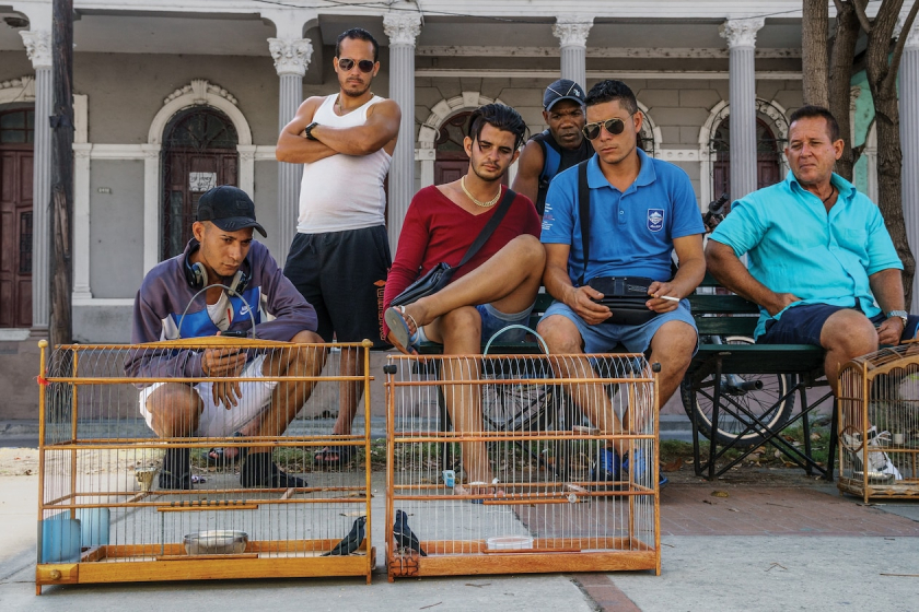 Mấy người đàn ông trong công viên ở Cienfuegos ngồi nghe hai con chim cất tiếng hót. Một số cuộc thi chim hót chỉ nhằm thể hiện niềm tự hào và giao lưu với bạn bè; các cuộc thi khác thì liên quan đến cá cược sinh lợi bất hợp pháp.