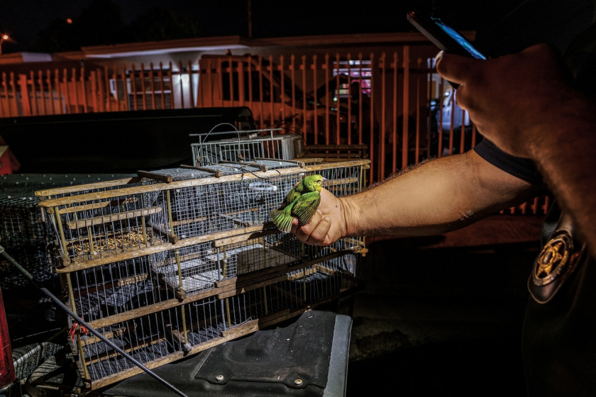 Một con chim sẻ đất màu được điều tra viên của Ủy ban Bảo tồn Động vật Hoang dã tịch thu từ những người săn bẫy chim.