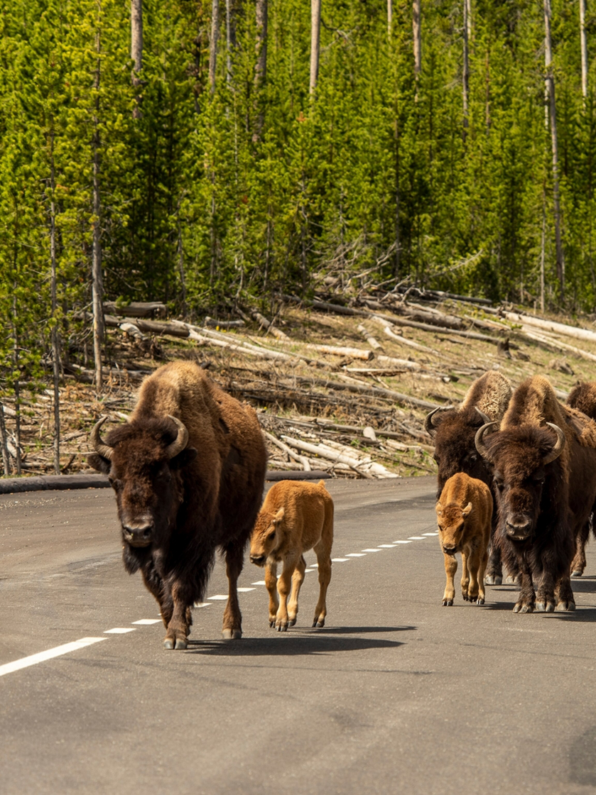 Một con bò rừng và đàn bò con mới sinh nghênh ngang đi trên đường trong Vườn quốc gia Yellowstone (Hoa Kỳ). Rất nhiều du khách đã bị chúng tấn công và hiện đây vẫn là mối nguy hiểm cho những chuyến đi đến Yellowstone. Ảnh: William Campbell, Getty Images