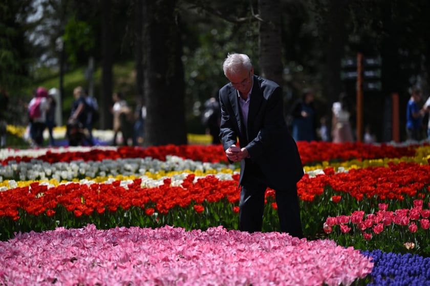 Lễ hội hoa tulip Istanbul ra đời từ năm 2005, chính quyền thành phố Istanbul đã mở rộng nhân giống và sản xuất các loài hoa tulip khác nhau phục vụ lễ hội