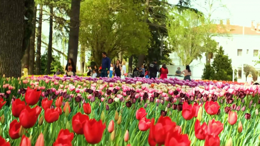 Những bông hoa tulip nở rộ ở công viên Emigran