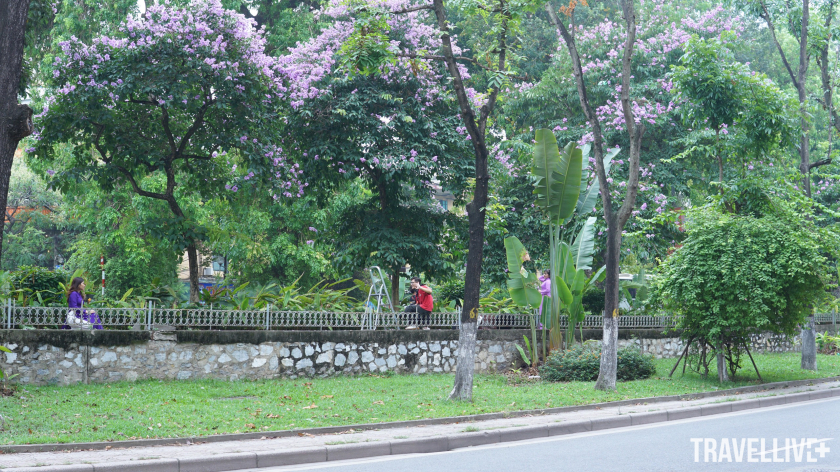Sắc tím của bằng lăng tạo điểm nhấn cho khắp các góc phố, con đường của Thủ đô Hà Nội