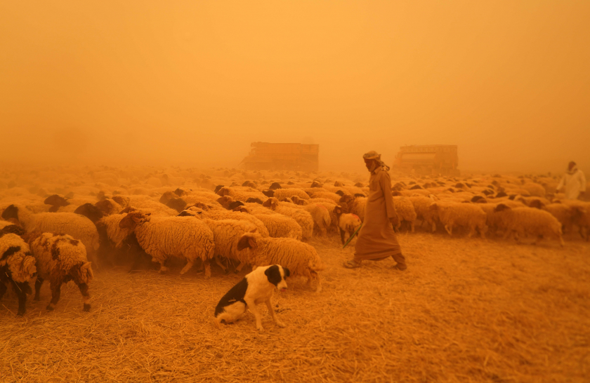 Người chăn cừu Bedouin đi bộ cùng đàn gia súc của họ bên ngoài Najaf