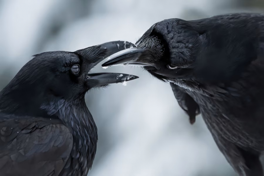 Hai con quạ đang chơi đùa với nhau, ảnh chụp ở công viên Mount Seymour, tỉnh bang British Columbia, Canada