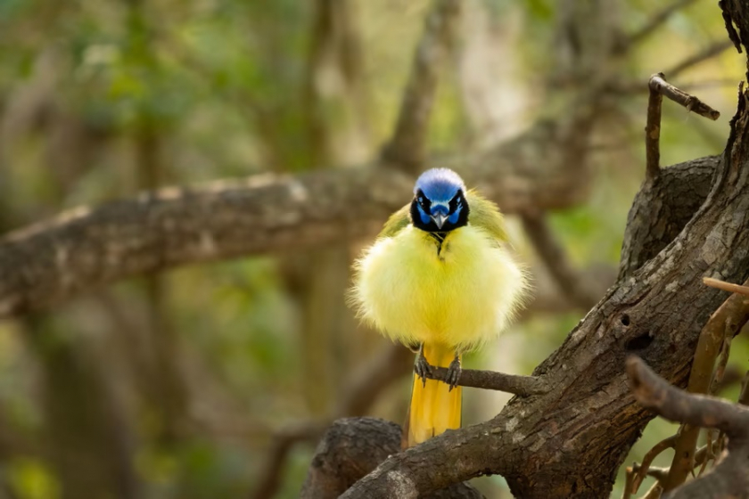Chim giẻ cùi xanh, ảnh chụp ở công viên bảo tồn đv hoang dã Laguna Atascosa, gần Los Fresnos, Texas