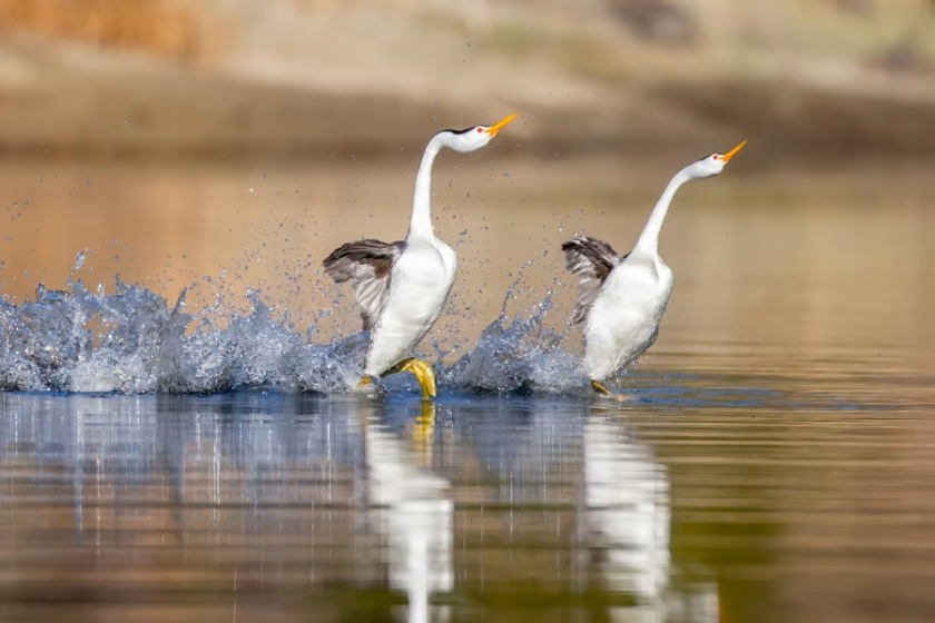 Cặp ngỗng đang chơi đùa với nhau bằng màn chạy trên mặt nước. Ảnh chụp ở hồ Santa Margarita, California