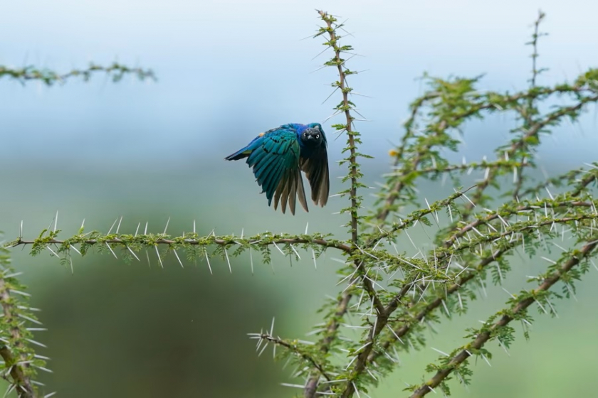 Chim sáo đá và cây keo gai, ảnh chụp ở vườn quốc gia Serengeti, Tanzania