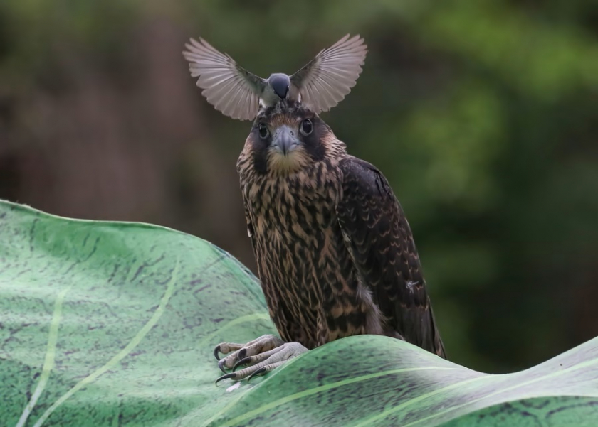 Chim gnatwren đang đậu lên đầu của con chim ưng còn non, ảnh chụp ở sở thú Cleveland Metroparks, tiểu bang Ohio