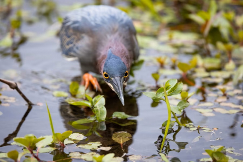Chim diệc xanh đang săn mồi, ảnh chụp ở công viên Salem Pond, bang North Carolina