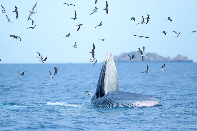 Đàn hải âu vây lấy chú cá voi xanh mỗi khi cá voi há miệng đớp mồi