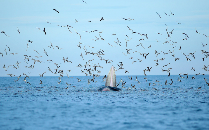 Vùng biển cá voi xanh khổng lồ xuất hiện cách cảng Đề Gi 20 phút đi thuyền, nơi đây rất hoang sơ và sạch