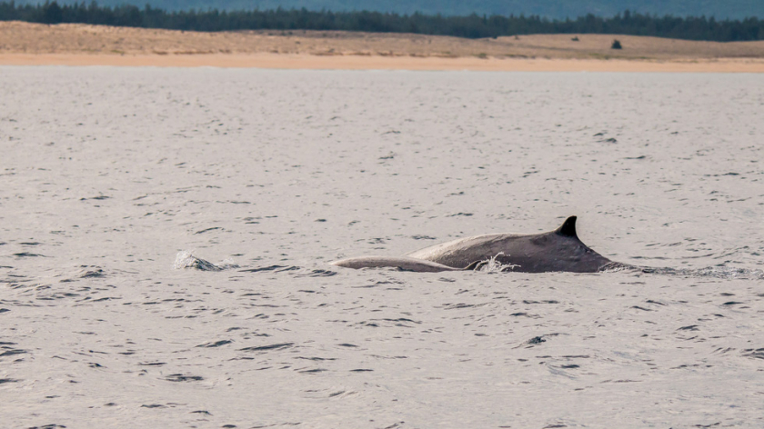 Lần đầu tiên cá voi xanh xuất hiện và lưu trú lại nhiều ngày tại khu vực biển Đề Gi