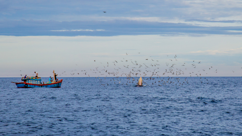 Cảnh tượng tuyệt đẹp và kỳ vĩ tại vùng biển Đề Gi khi cá voi xanh xuất hiện và săn mồi ngay trước tàu của ngư dân