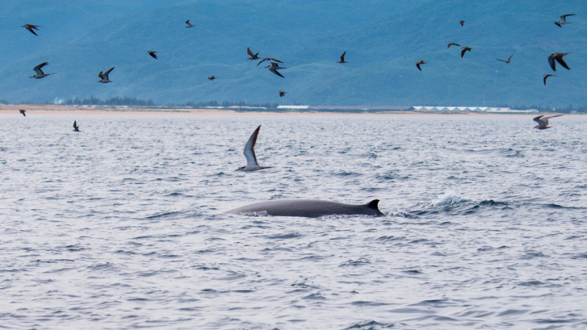 2 chú cá voi xanh xuất hiện rất gần bờ