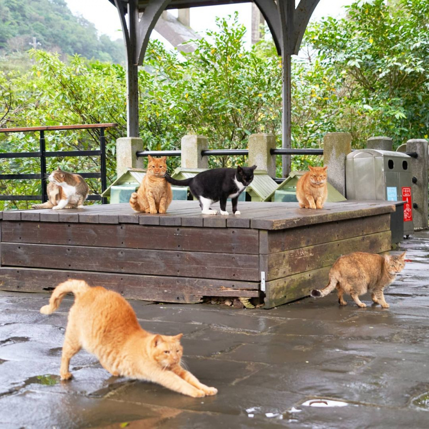 Làng mèo Houtong là điểm tham quan nổi tiếng ở Đài Loan