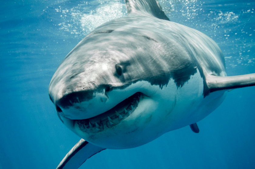 Nói đến cá mập, người ta sẽ liên tưởng ngay một trong những loài động vật ăn thịt có bộ hàm khỏe nhất hành tinh