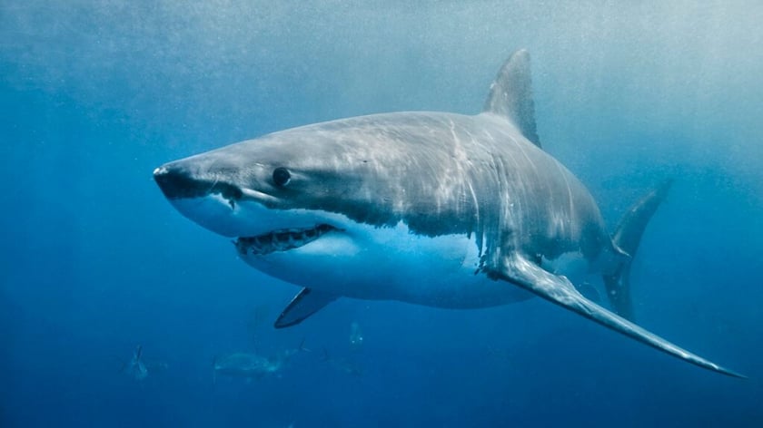 Hệ sinh thái biển không cân bằng, con người cũng sẽ không có đủ thức ăn nếu loài cá mập biến mất