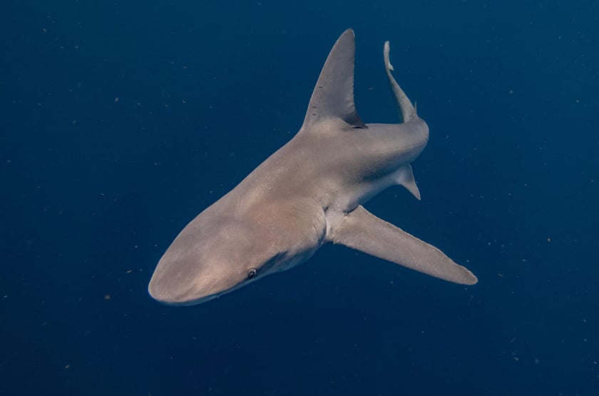 Cá mập đã sinh sống trên Trái Đất hàng trăm triệu năm