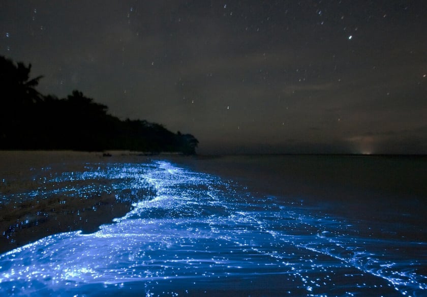 Lý giải về hiện tượng kỳ lạ này, các nhà khoa học cho rằng, bãi biển phát sáng được là nhờ một số loại sinh vật phù du sống trong nước biển