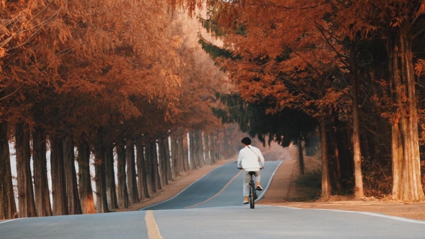 Đức Anh đạp xe giữa hàng cây thuỷ sam ở Jinan, thuộc tỉnh Jeollanam-buk. 