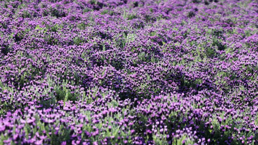 Banwol có 21.500 mét vuông cánh đồng hoa oải hương 