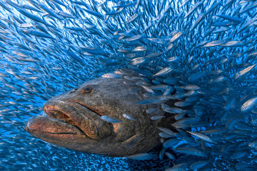Nhiều thập kỷ trước, sau sự sụt giảm nghiêm trọng của quần thể cá mú goliath, Florida đã cấm đánh bắt chúng, dẫn đến sự gia tăng dân số. Giờ đây, có những kế hoạch mới để mở lại hoạt động đánh bắt cá, điều này có thể khiến tương lai của họ gặp nguy hiểm một lần nữa
