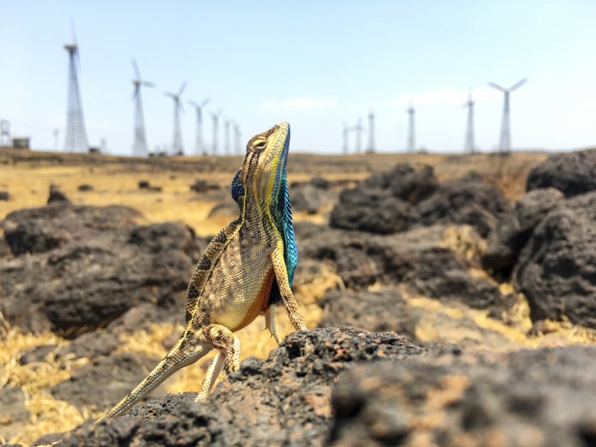 Thằn lằn hình quạt sôi động đứng bảo vệ lãnh thổ của mình. Con thằn lằn này được chụp ảnh ở cao nguyên Chalkewadi ở quận Satara, miền tây Ấn Độ, đây là địa điểm của một trong những trang trại điện gió lớn nhất trong khu vực. Các nhà nghiên cứu cho rằng những chiếc cối xay gió có thể ảnh hưởng đến hành vi của động vật ăn thịt, tạo cơ hội cho những con thằn lằn nhỏ bé này phát triển mạnh ở vùng cao nguyên đá này