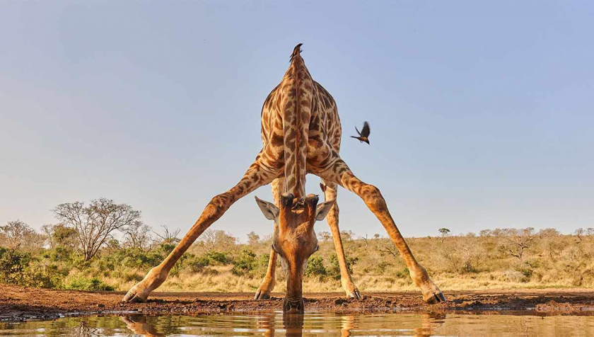 Hươu cao cổ đang uống nước ở một hố nướ trong khu bảo tồn trò chơi tư nhân Zimanga, Nam Phi