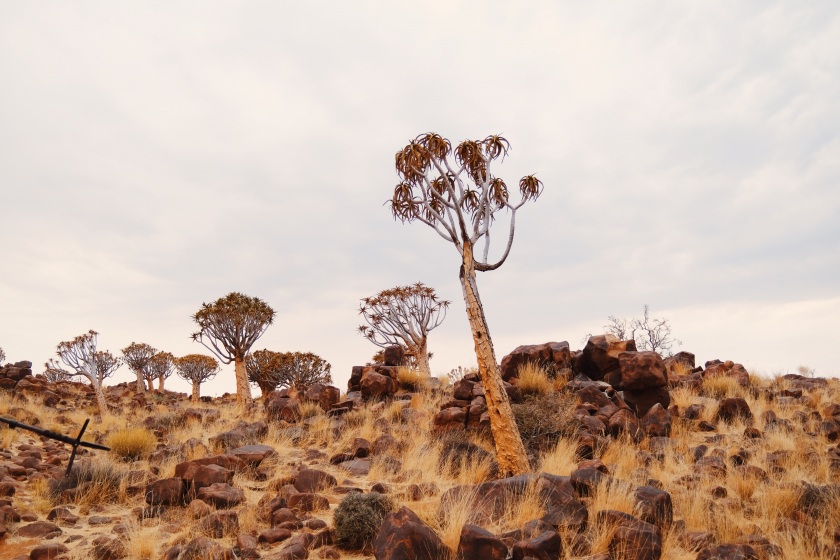 Hệ động, thực vật ở Namibia đa dạng và phong phú