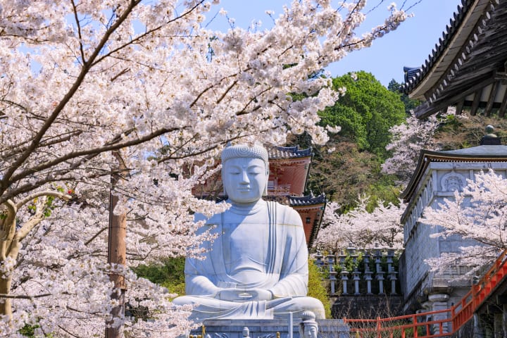Đại Phật Sakura Daibutsu bên hoa anh đào