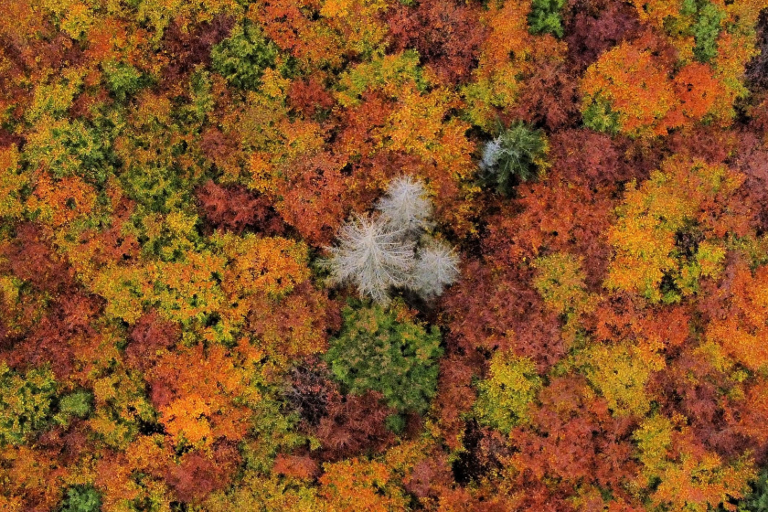 Khu rừng chuyển lá nhiều màu sắc vào mùa Thu, ở giữa là một cái cây đã chết vì bị bọ cánh cứng đục thân. Ảnh chụp ngày 23/10 ở Schierke, Đức