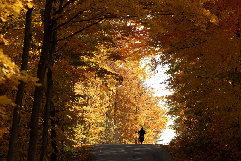 Người chạy xe dưới những tán lá cây mùa Thu màu cam vàng ở Mahon Tract, Campbellville, Ontario, Canada