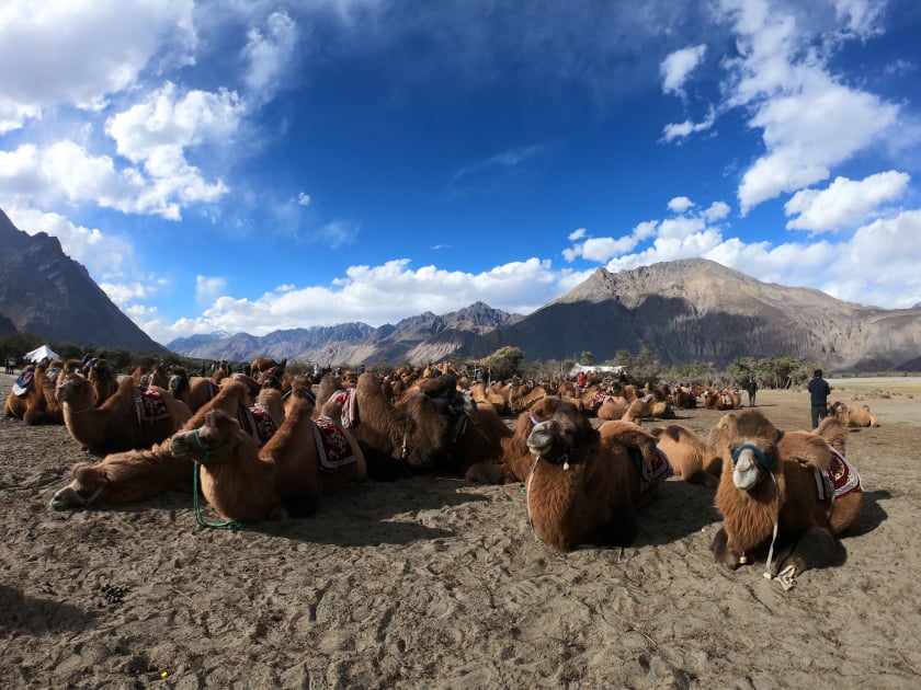 Những chú lạc đà được tập hợp sẵn sàng cho du khách chọn lựa để khám phá thung lũng Nubra