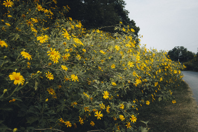 Hoa dã quỳ là loài hoa nhỏ, có màu vàng đặc trưng, thường mọc thành từng bụi lớn nên khi nở hoa sẽ rất rực rỡ