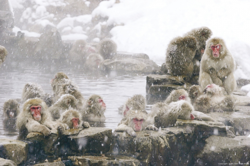 Những con khỉ tuyết ngâm mình trong suối nước nóng với nhiệt độ lạnh giá