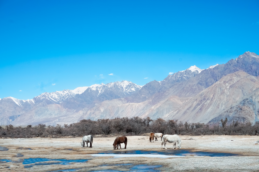 Ladakh là một mảnh đất hoang sơ nằm ở miền Bắc của Ấn Độ ẩn chứa những vẻ đẹp bất ngờ
