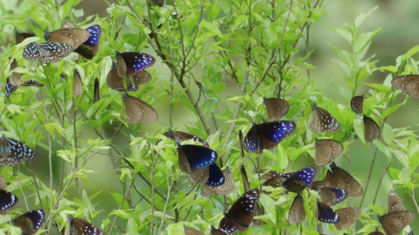 Bướm quạ tím Đài Loan là một trong hai loài bướm di cư mùa Đông duy nhất trên thế giới