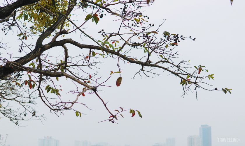 Những chiếc lá cũng chuyển màu để đón đông về