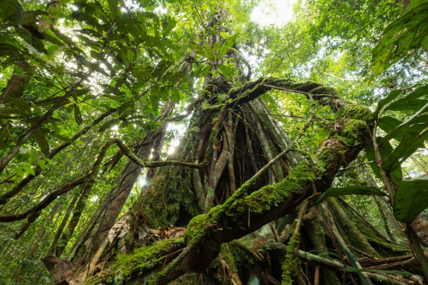 Các cây lớn tại Công viên Quốc gia Gunung Palung của Borneo, Indonesia là nơi trú ngụ của một trong những quần thể đười ươi cuối cùng trên thế giới. Tuy không mở cửa tự do cho khách tham quan, vẫn có một số tour du lịch theo nhóm cho những ai thật sự muốn khám phá thiên nhiên nơi đây. Ảnh: Tim Laman